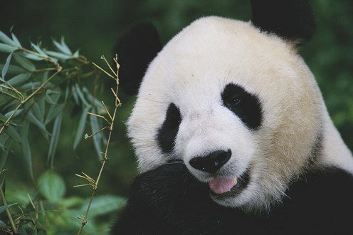 Die Shenshuping Base des Wolong China Giant Panda Garden